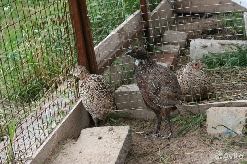Отличные птенцы фазана и инкубационное яйцо купить на Зозу.ру - фотография № 3