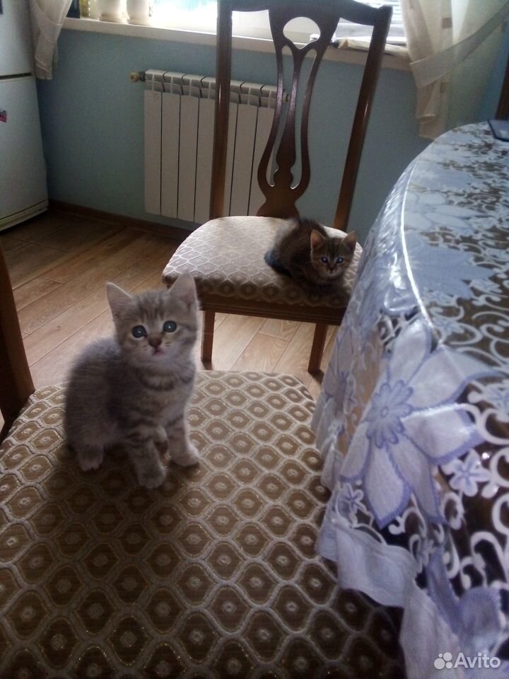 Красивые котята купить на Зозу.ру - фотография № 1