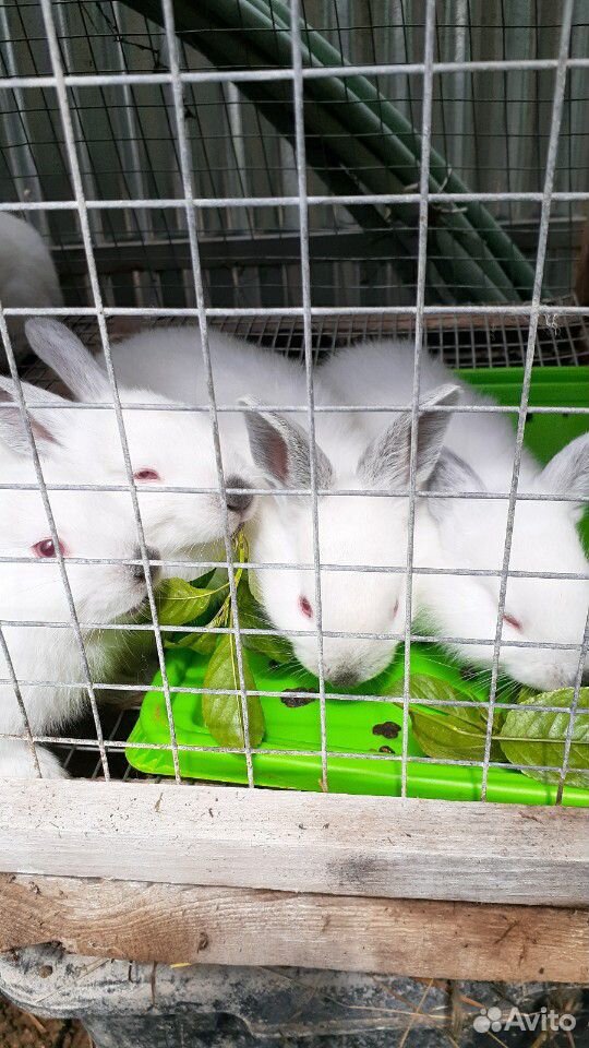 Мясные кролики купить на Зозу.ру - фотография № 2
