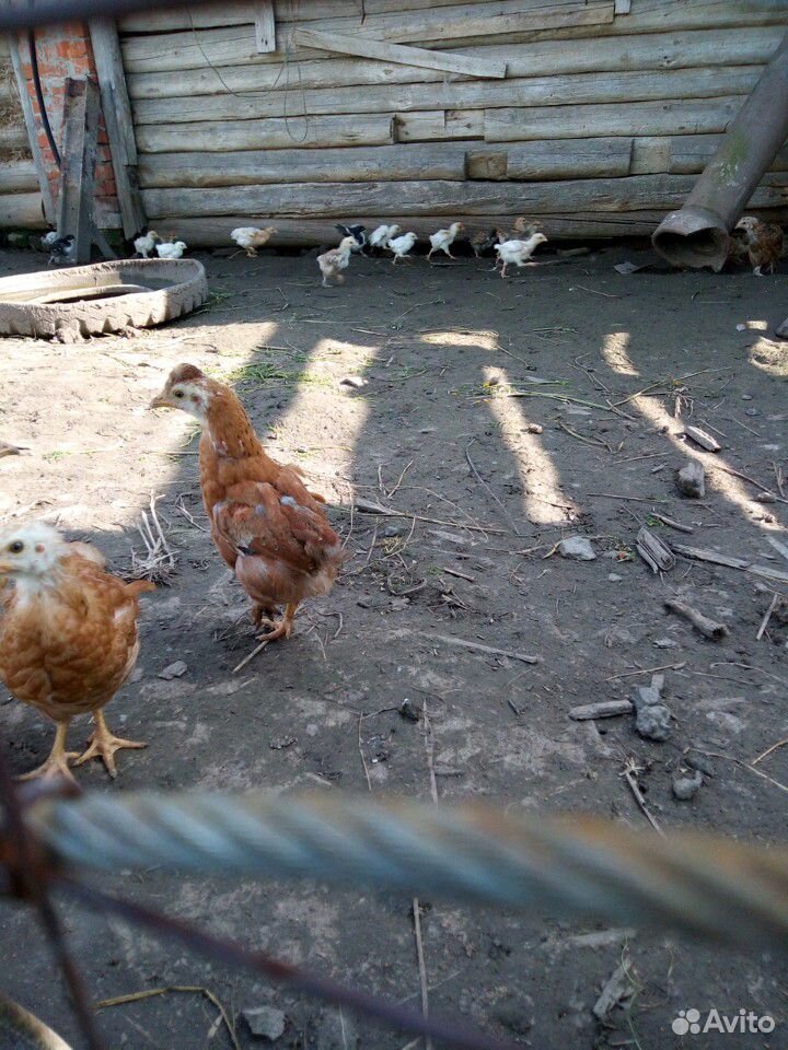 Цыплята разных возрастов купить на Зозу.ру - фотография № 1