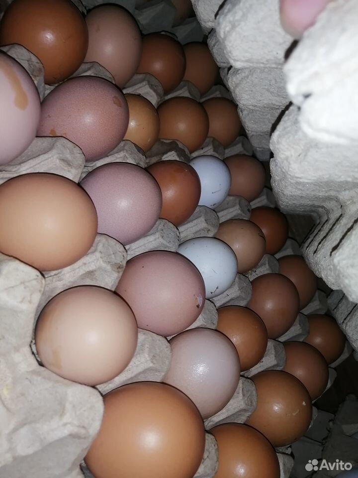 Домашнее куриное яйцо купить на Зозу.ру - фотография № 1