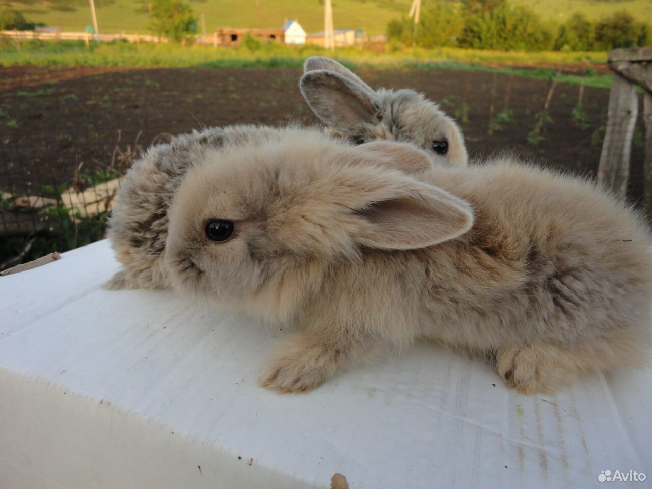 Декоративные кролики. Кролики фландр купить на Зозу.ру - фотография № 3