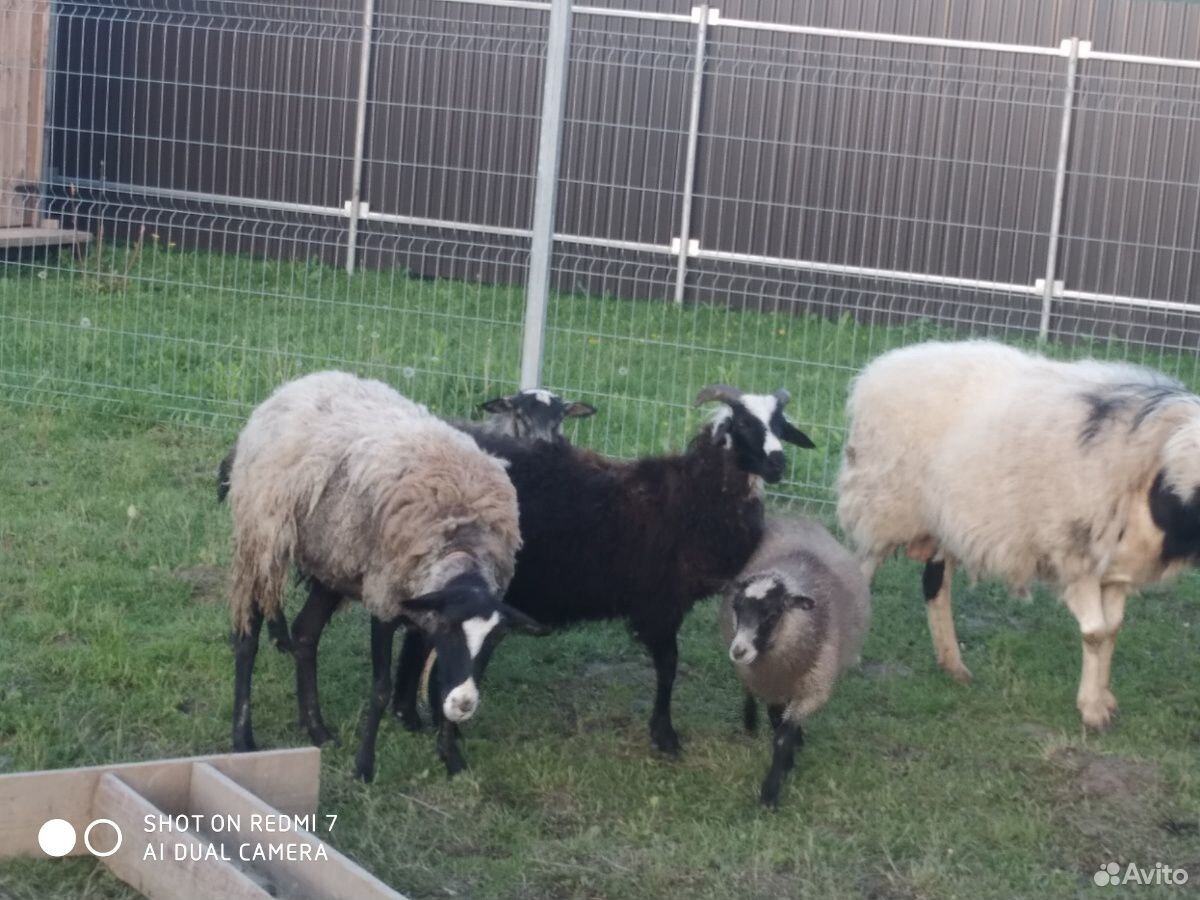 Овца с ягнятами, ягнята, баран купить на Зозу.ру - фотография № 8