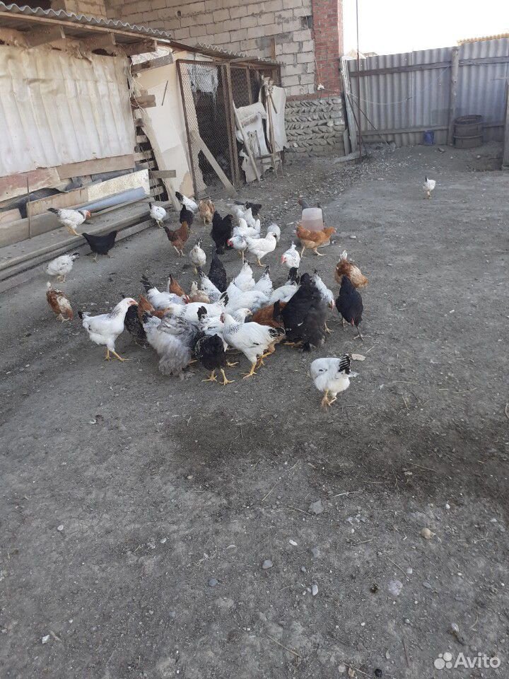 Продаются куры разные, есть еще и цыпляты купить на Зозу.ру - фотография № 1