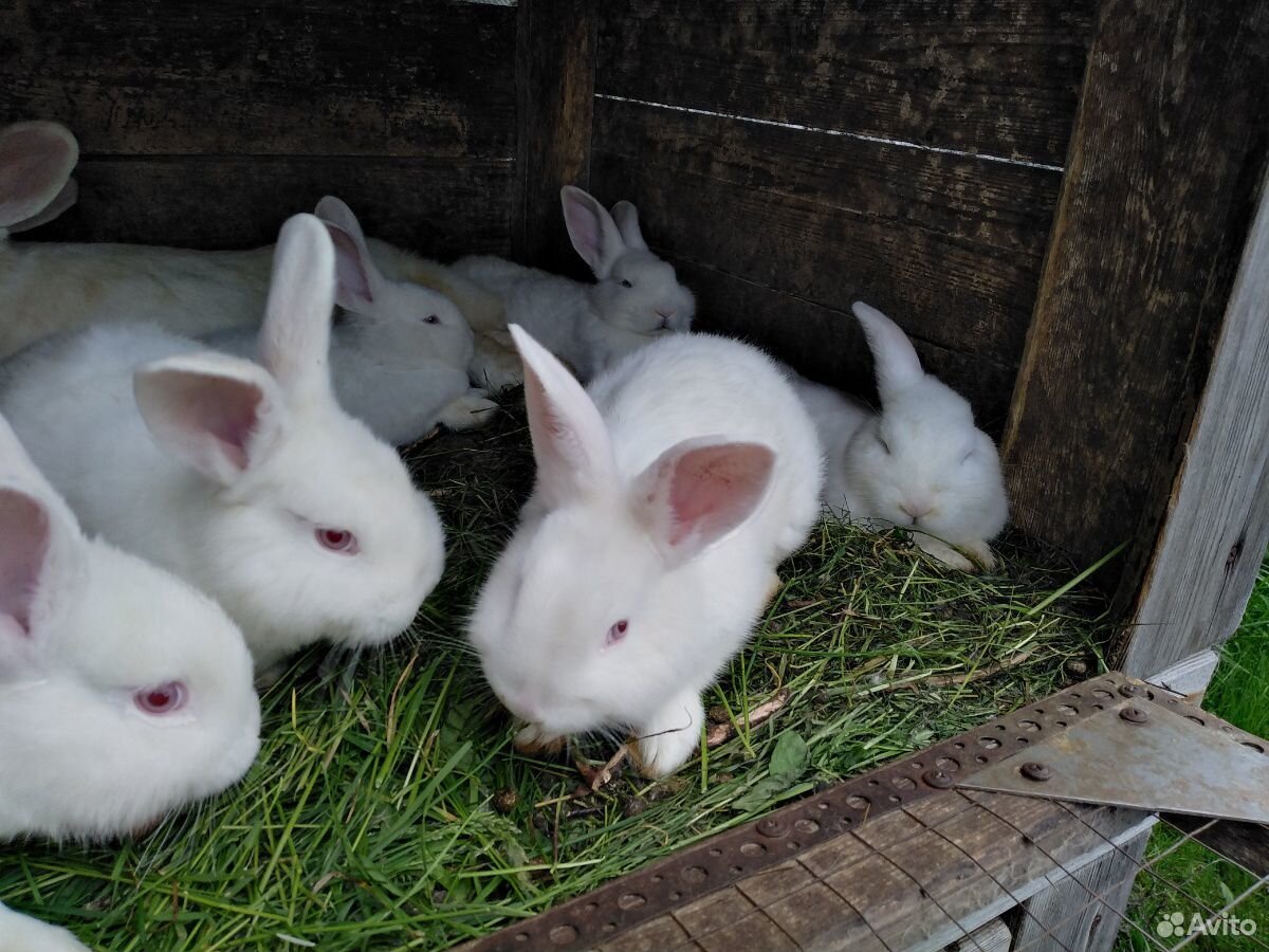 Кролики новозеландские белые купить на Зозу.ру - фотография № 3