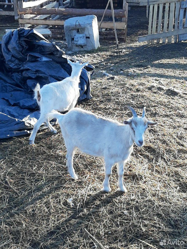 Козел две козы купить на Зозу.ру - фотография № 2
