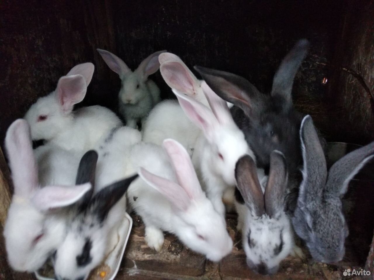 Крольчата 2мес,3 мес, 5мес купить на Зозу.ру - фотография № 8