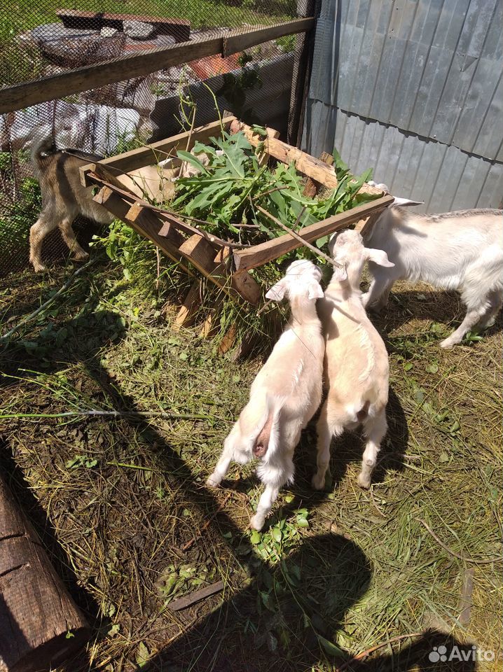 Выпоеные козлята 3,5 месяца мясная порода купить на Зозу.ру - фотография № 2