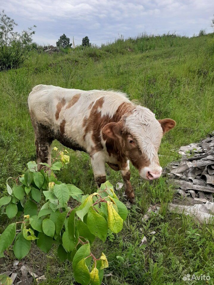 Бычки коровы купить на Зозу.ру - фотография № 1