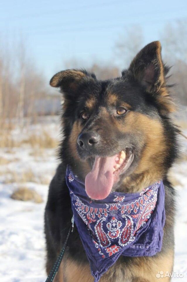 Очаровательный пёс из приюта ищет хозяина купить на Зозу.ру - фотография № 5
