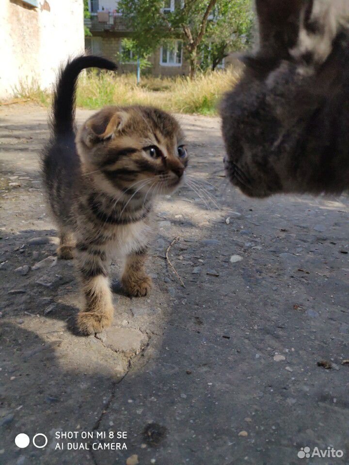Кошка шотланка вислоухая купить на Зозу.ру - фотография № 7