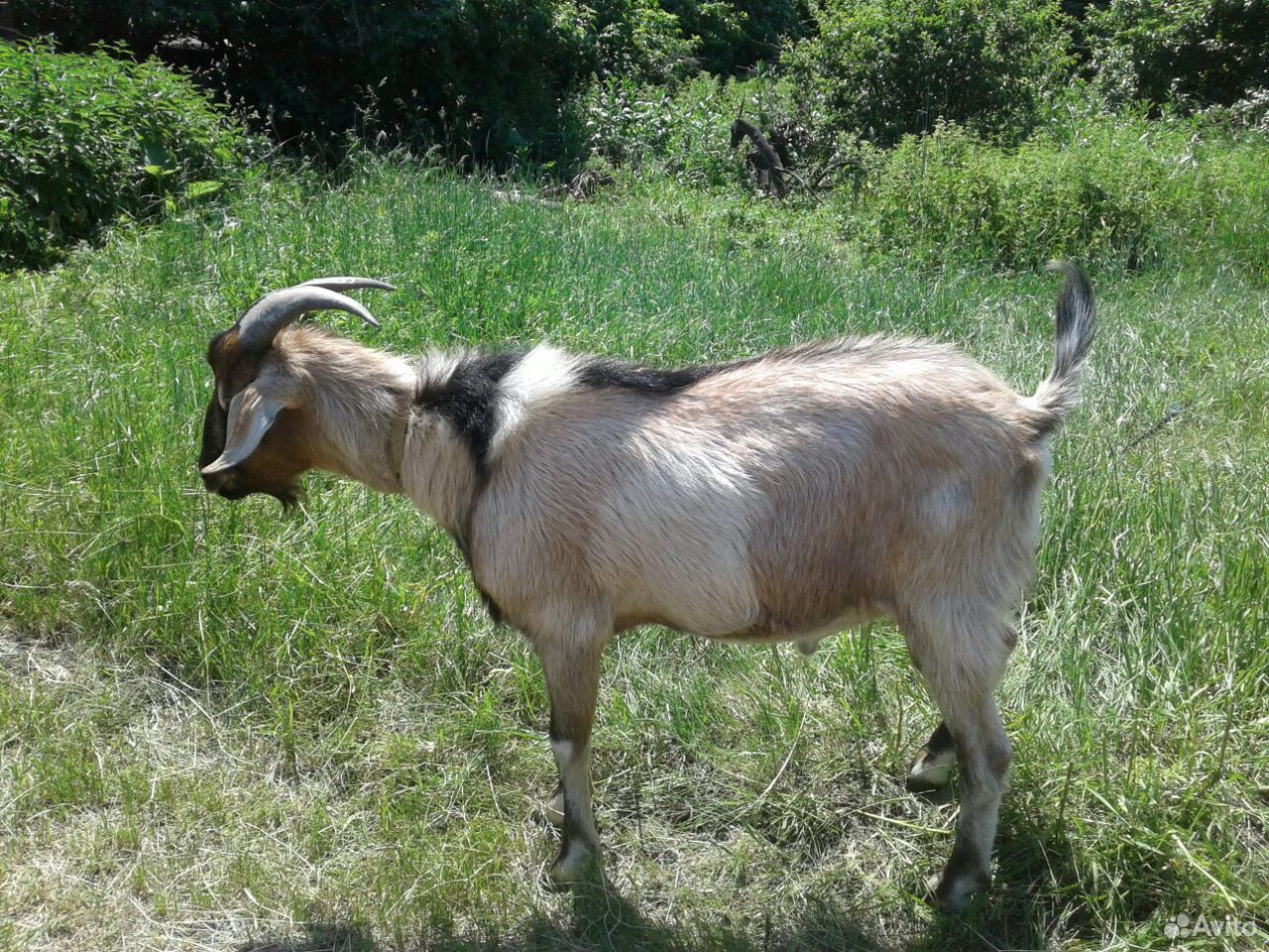 Породистый козёл на племя (продажа, обмен, торг) купить на Зозу.ру - фотография № 1