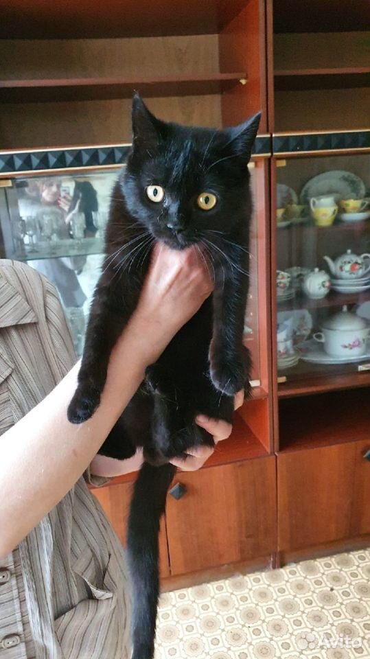 Котик 5 месяцев купить на Зозу.ру - фотография № 5