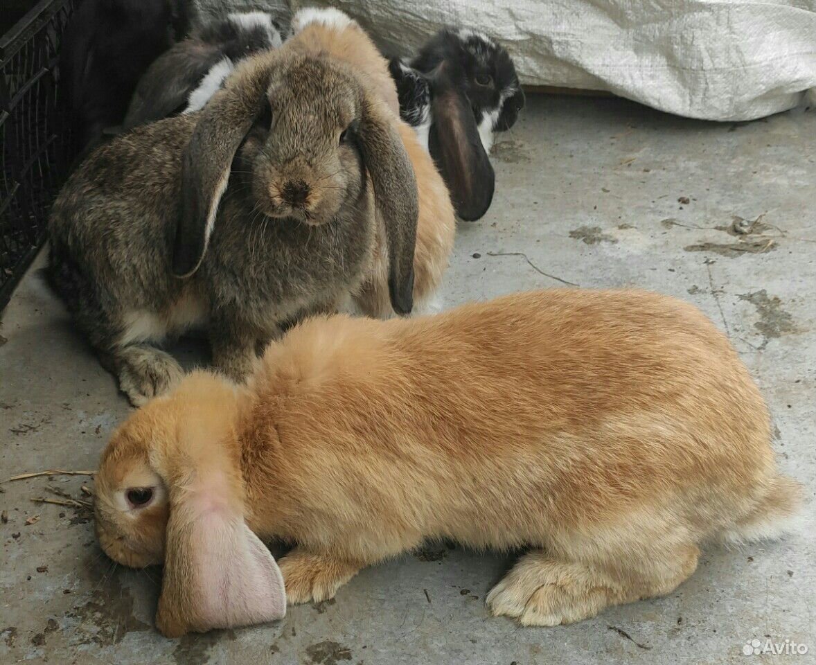 Кролики породы Баран чистокровные купить на Зозу.ру - фотография № 1