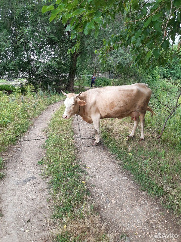 Корова и телята купить на Зозу.ру - фотография № 3