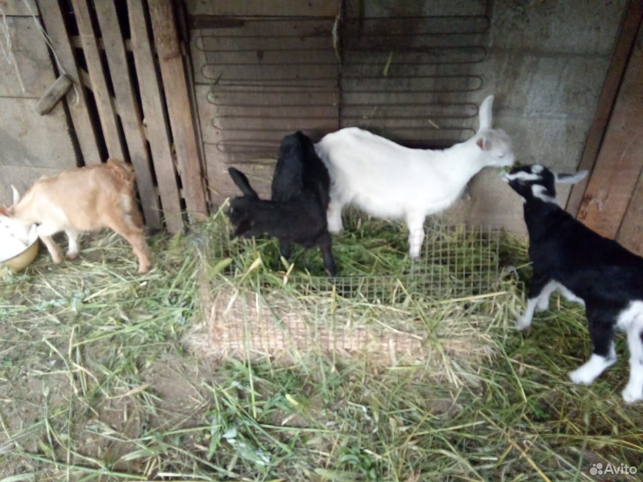 Козлята, козочки, коза купить на Зозу.ру - фотография № 1