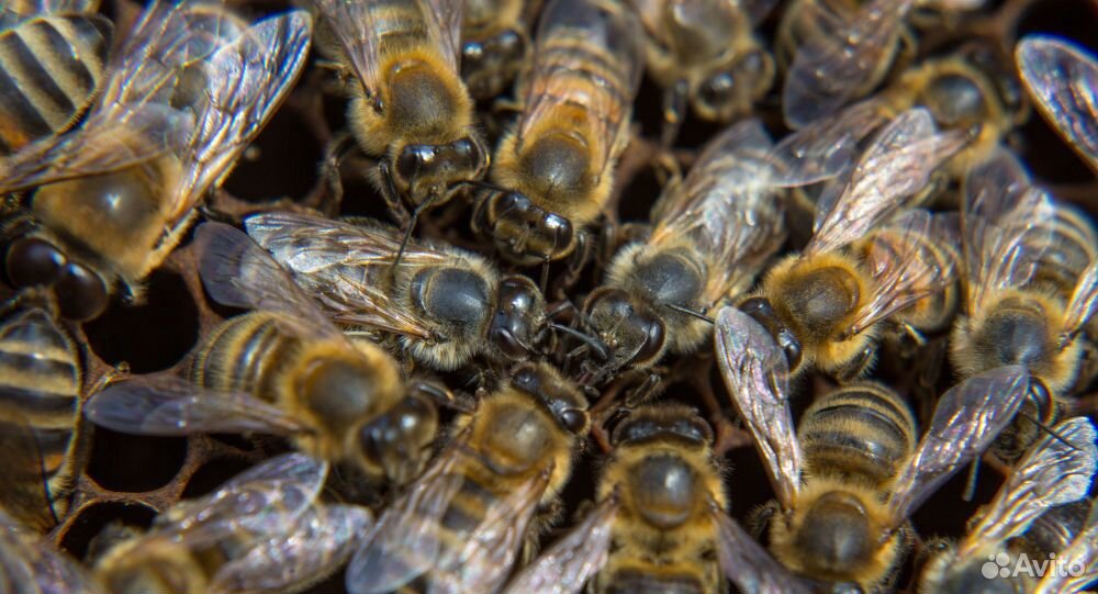 Рои пчёл купить на Зозу.ру - фотография № 2
