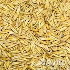 Продается пшеница и овес купить на Зозу.ру - фотография № 1