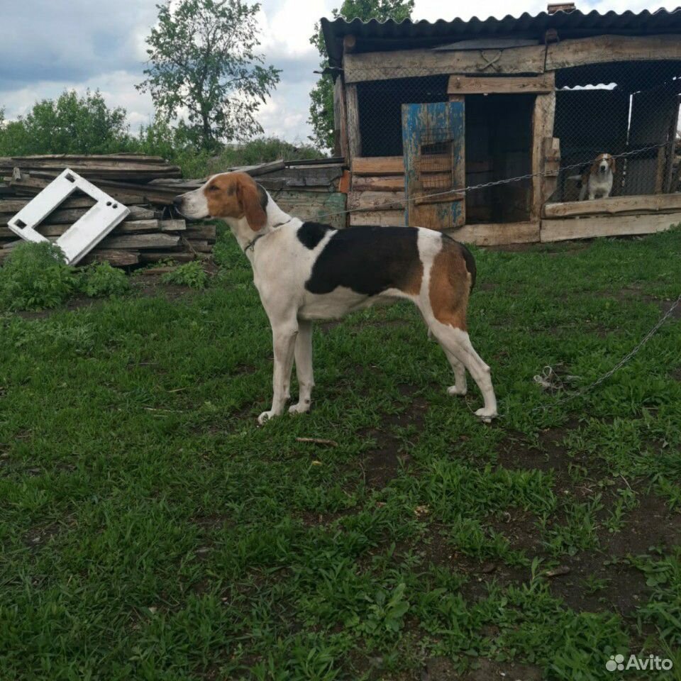 Купить Русскую Пегую Гончую В Воронежской