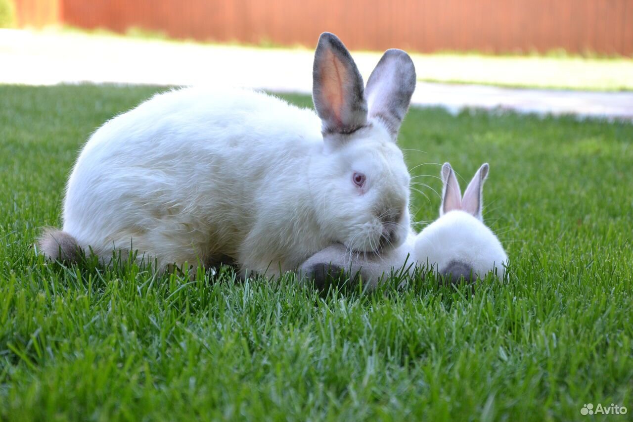 Кролики калифорнийской породы купить на Зозу.ру - фотография № 3