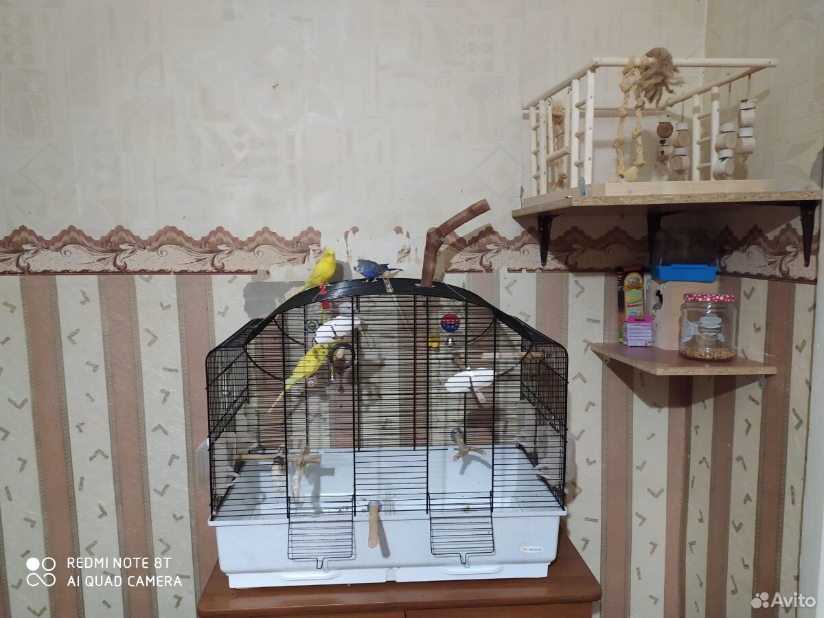 Волнистый попугай с клеткой купить на Зозу.ру - фотография № 1