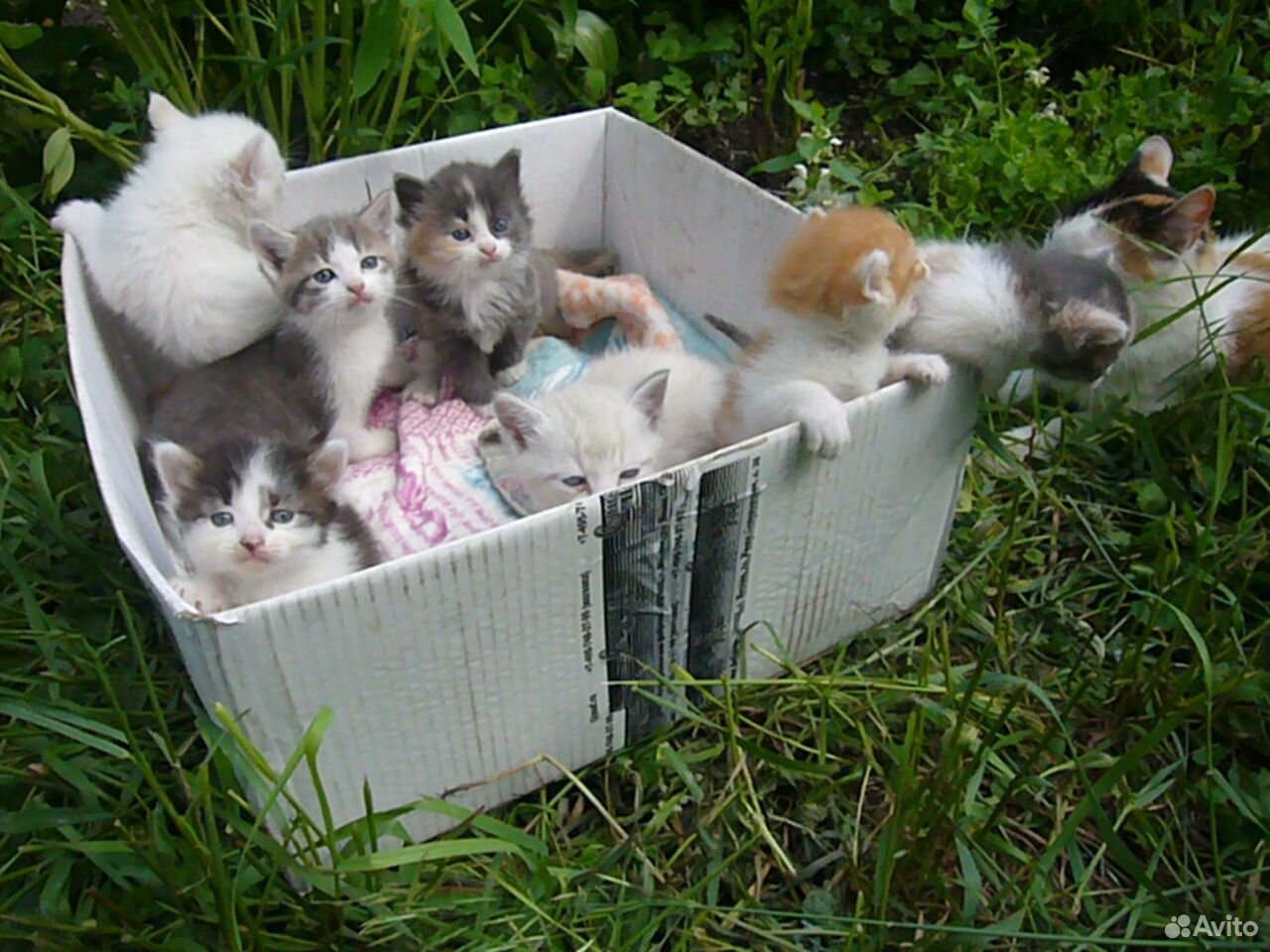Милые котята в добрые руки купить на Зозу.ру - фотография № 4