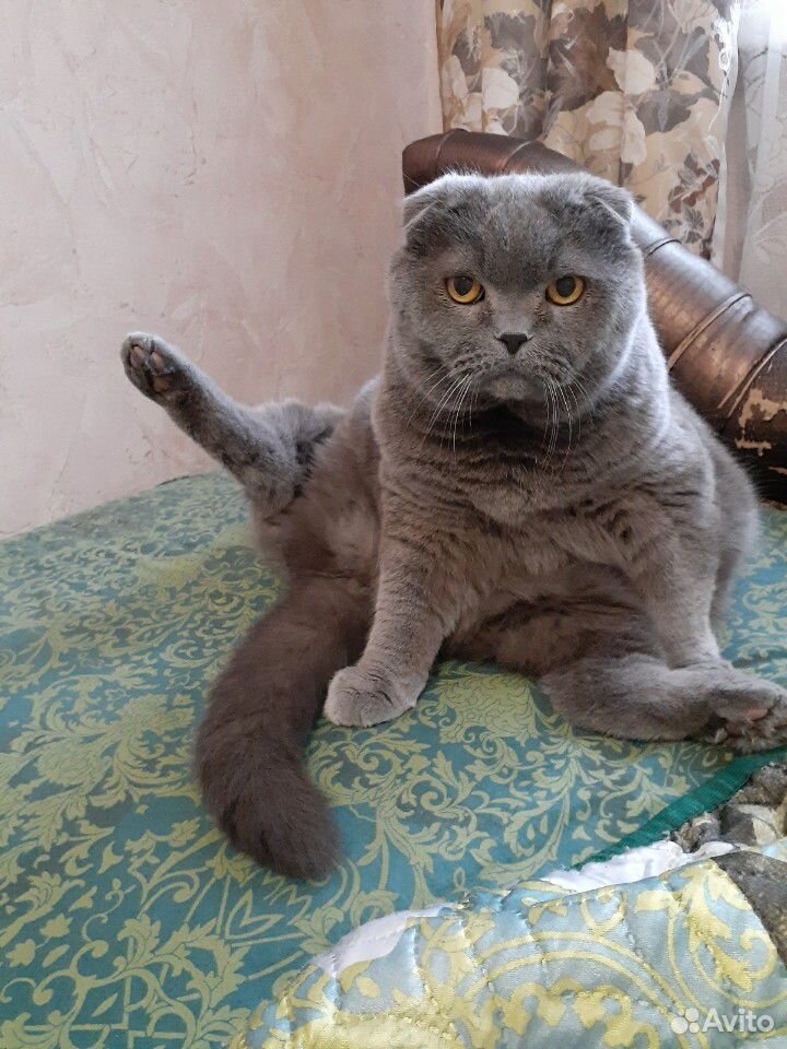 Британский молодой кот купить на Зозу.ру - фотография № 1