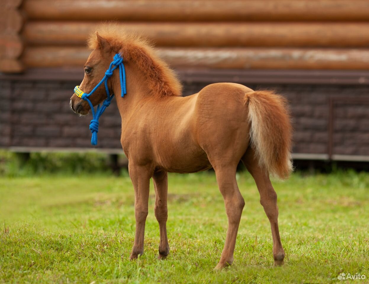 Американская миниатюрная лошадь купить на Зозу.ру - фотография № 6
