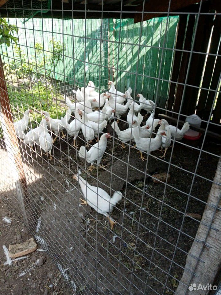 Продам петухов, цыплят купить на Зозу.ру - фотография № 9