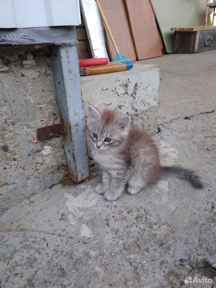 Кошечка 2 месяца купить на Зозу.ру - фотография № 1