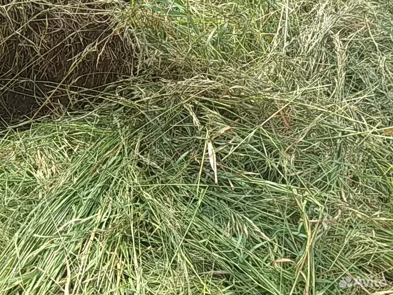 Трава и сено 2020 года в мешках купить на Зозу.ру - фотография № 1