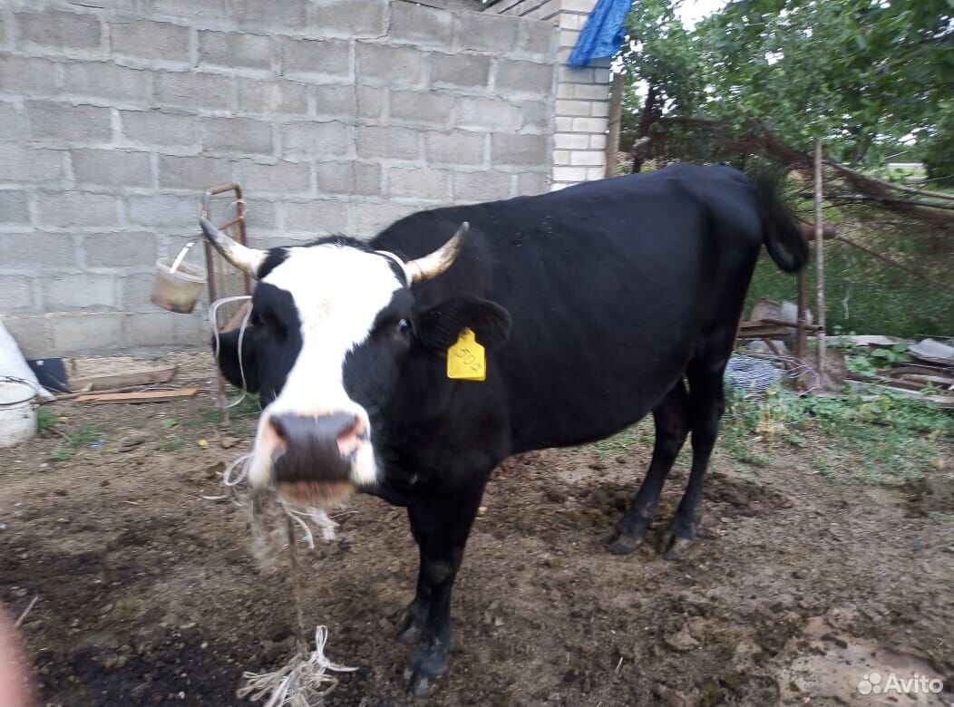 Продается,коровы и быки купить на Зозу.ру - фотография № 3