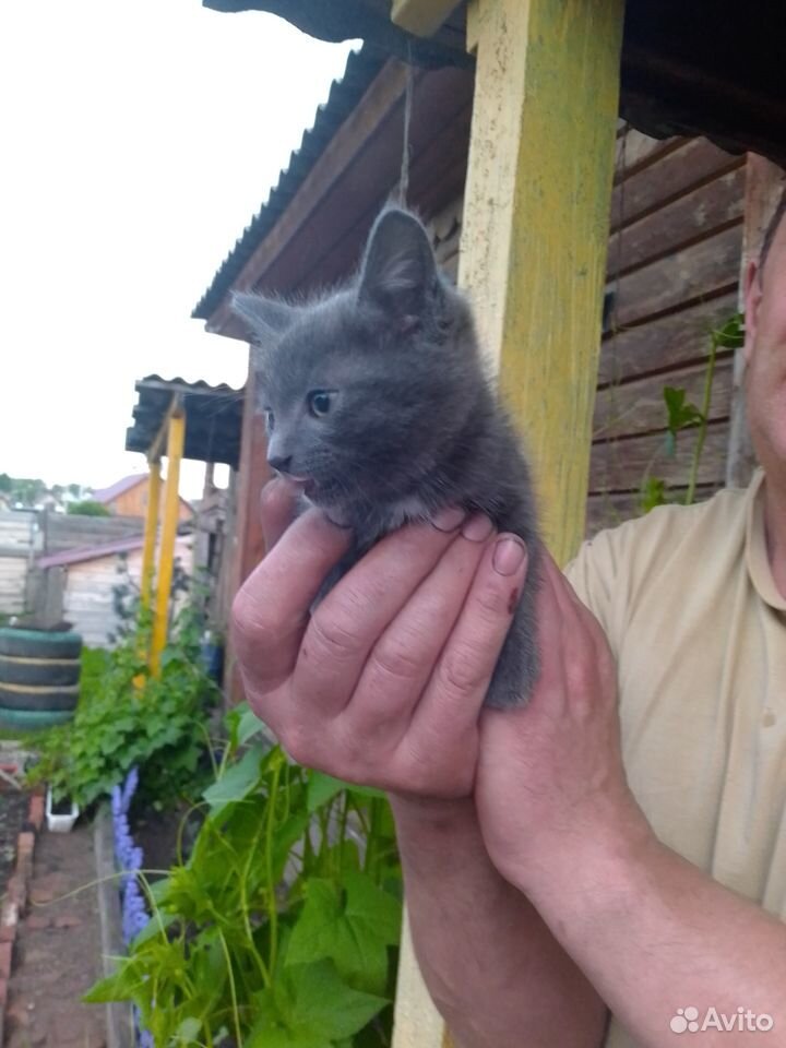 Котята от голубого сибирского кота и трёхцветной к купить на Зозу.ру - фотография № 2
