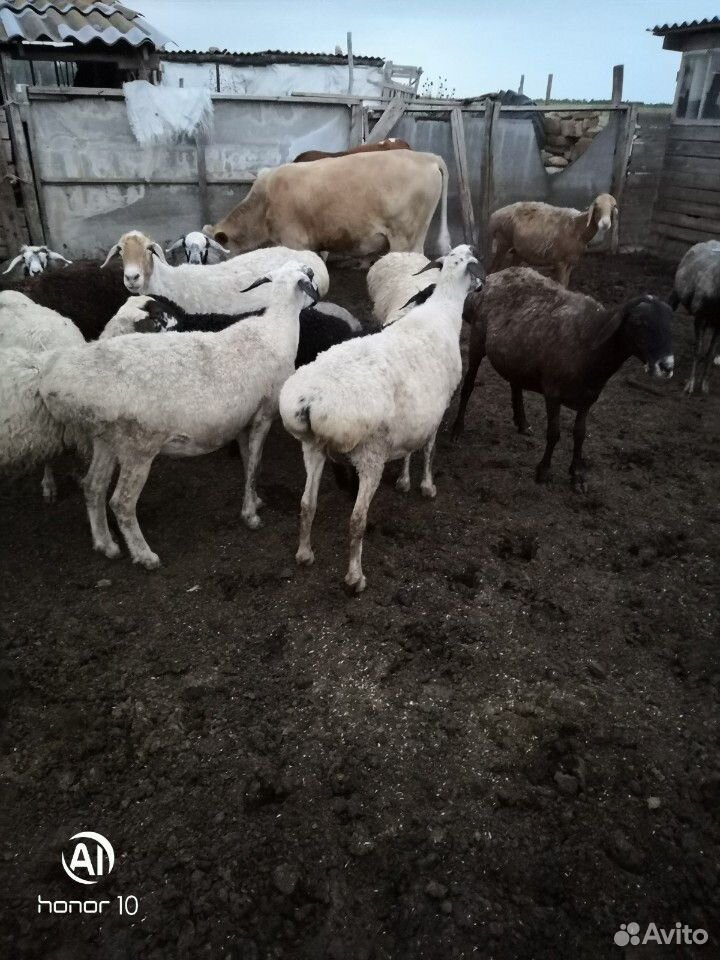Овцы курдючные купить на Зозу.ру - фотография № 1