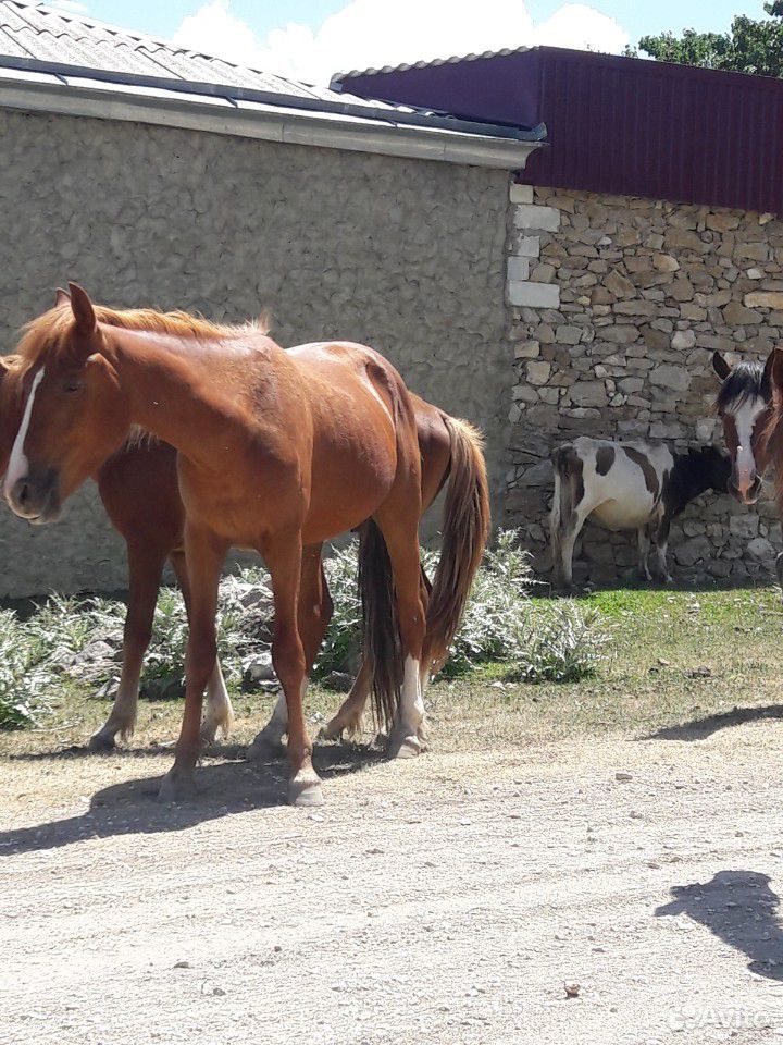 Лошади-жеребцы купить на Зозу.ру - фотография № 4