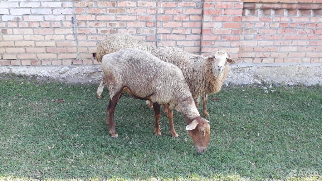 Овца и два ягненка купить на Зозу.ру - фотография № 2
