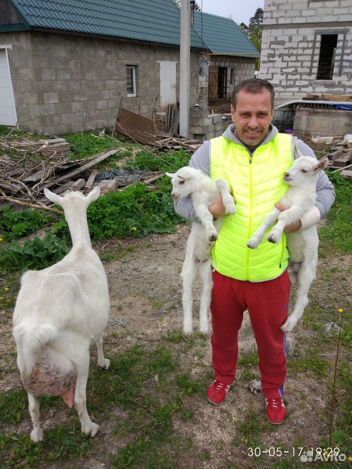 Дойные козы купить на Зозу.ру - фотография № 4