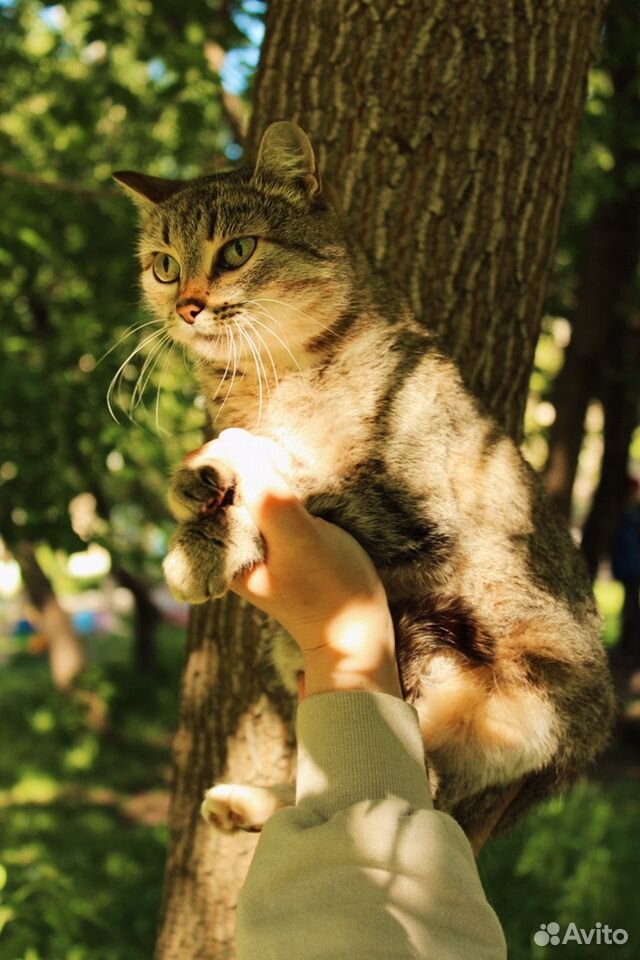 Кошка ищет дом купить на Зозу.ру - фотография № 1