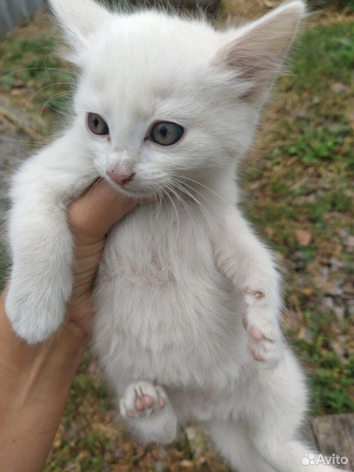 Белый кот и серая кошка мышеловка купить на Зозу.ру - фотография № 3