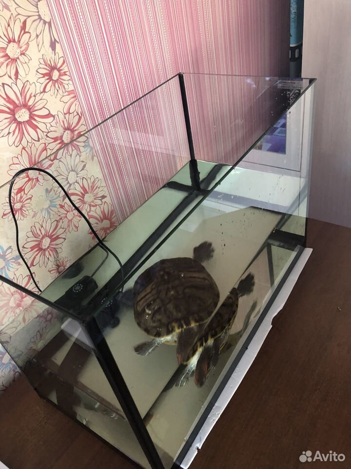 Отдадим черепаху, с аквариумом купить на Зозу.ру - фотография № 3