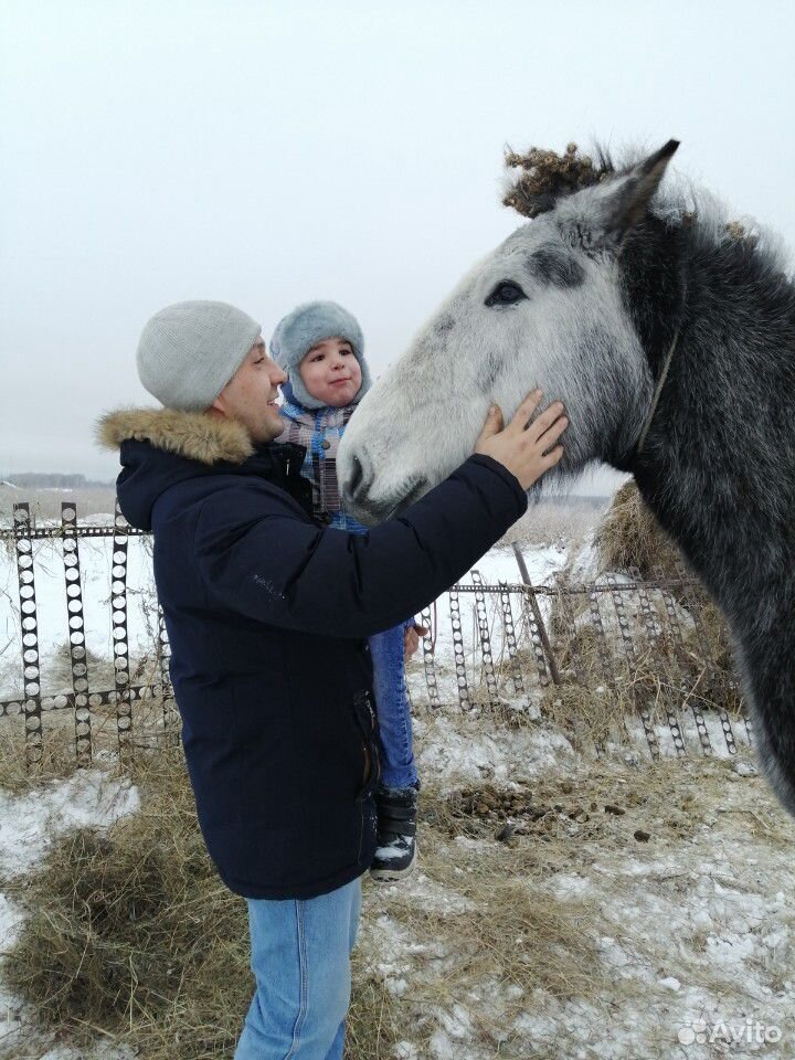 Лошадь (жерёбая) купить на Зозу.ру - фотография № 5