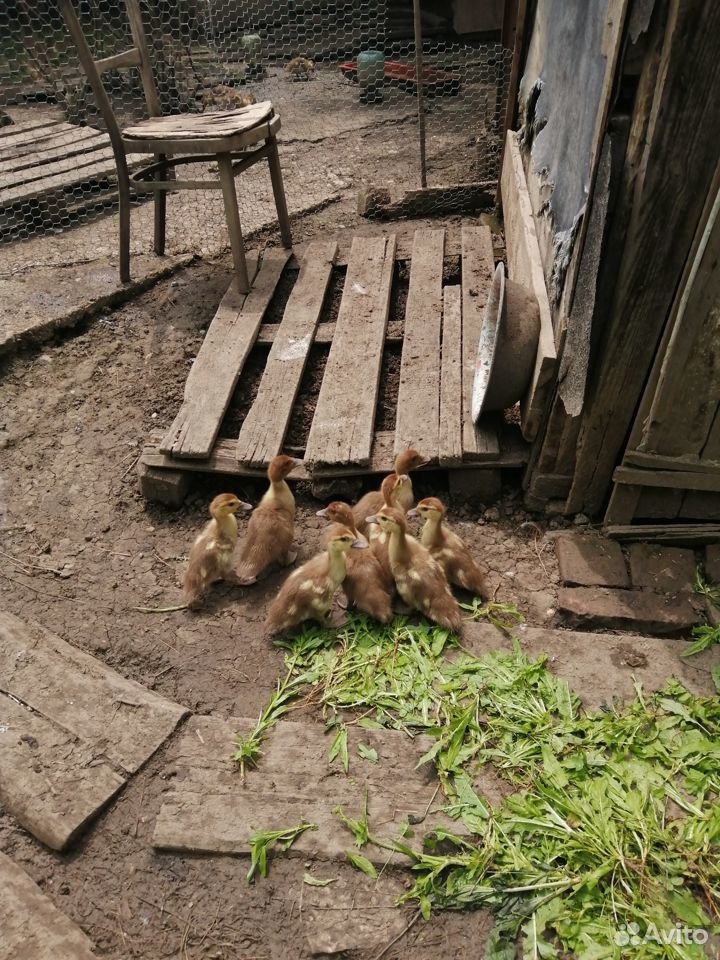 Утка с утятами купить на Зозу.ру - фотография № 4