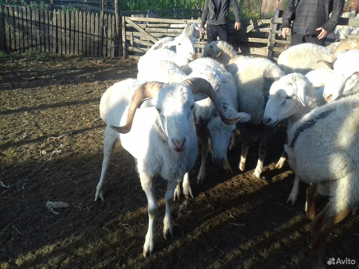 Овцы качкари 1.5 года купить на Зозу.ру - фотография № 2