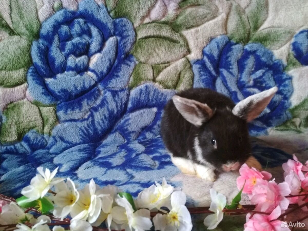 Кролик декоративный карликовый белоухий 1,5 мес купить на Зозу.ру - фотография № 2