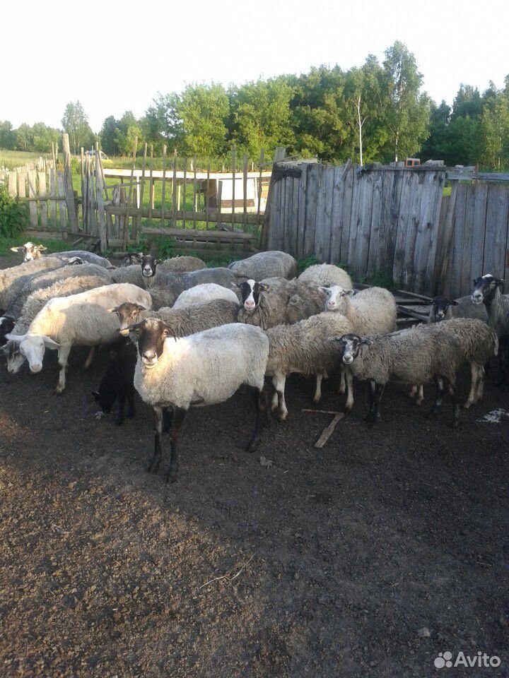 Овцы, ярки купить на Зозу.ру - фотография № 1