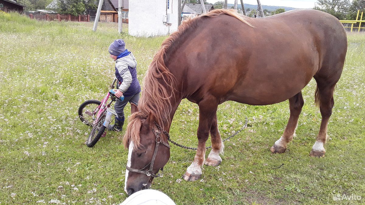 Лошадь русский тяж 9 лет купить на Зозу.ру - фотография № 2
