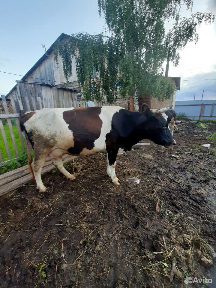 Корова на мясо или содержание купить на Зозу.ру - фотография № 2