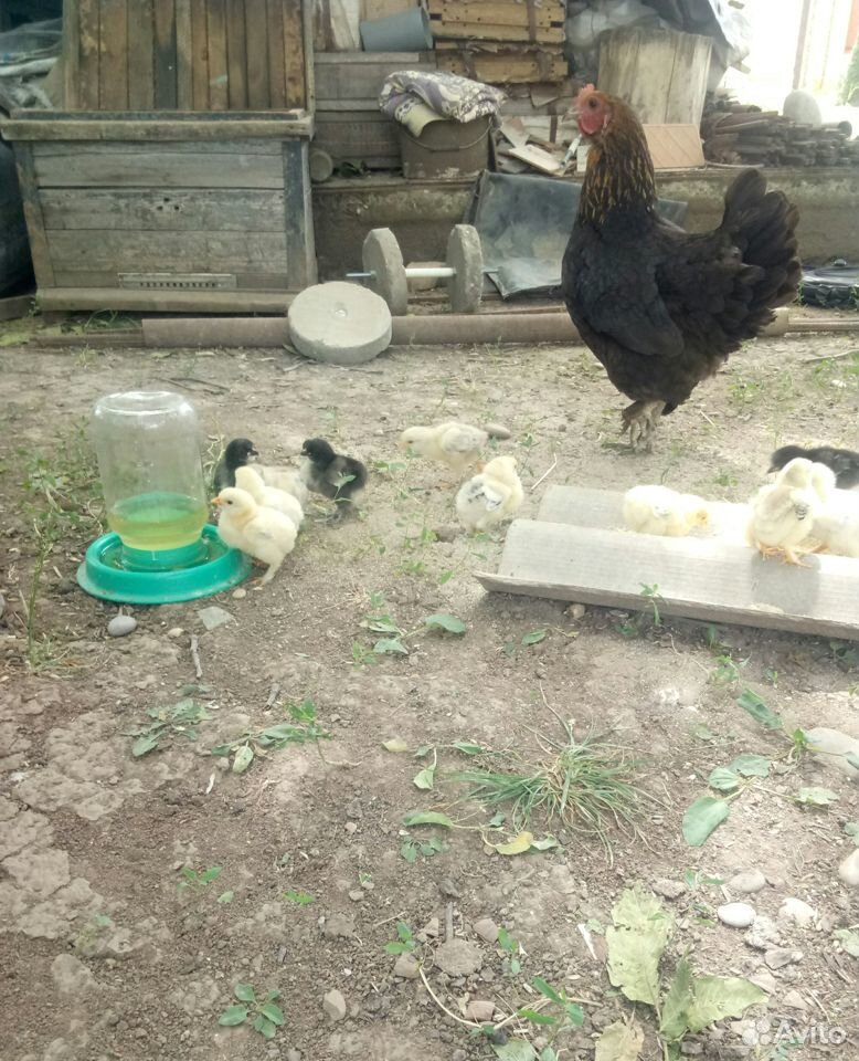Квочка с цыплятами (10-12 цыплят ) купить на Зозу.ру - фотография № 1