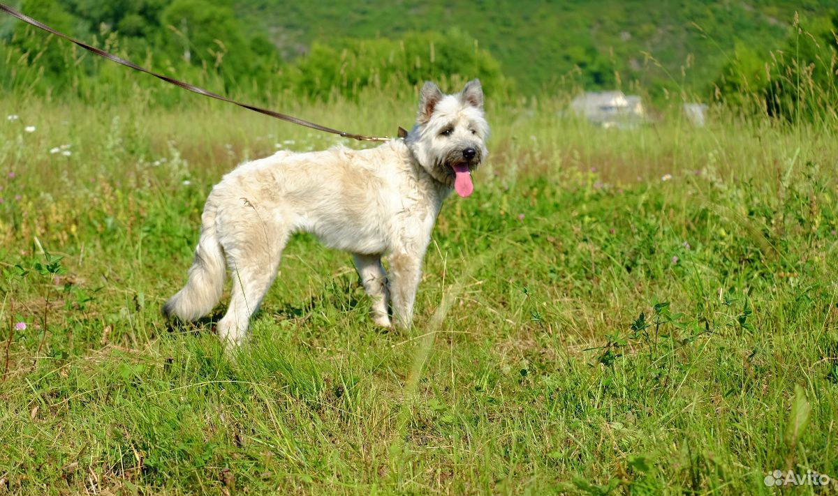 Собака для семьи купить на Зозу.ру - фотография № 7