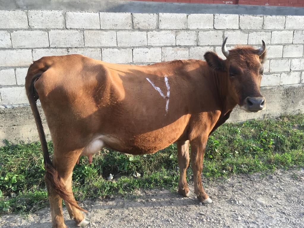 Корова с теленком(телкой) купить на Зозу.ру - фотография № 3